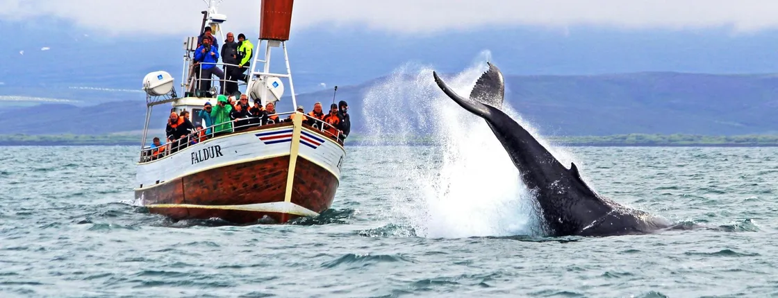 Whale Watching in Husavik