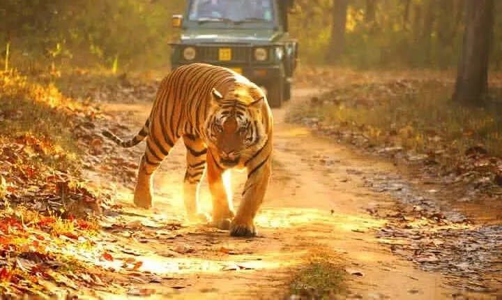 4-Day Private Ranthambhore Tiger Tour Including Delhi, Agra and Jaipur