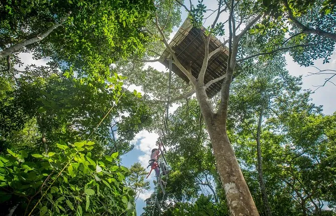 Extreme Tree Climbing