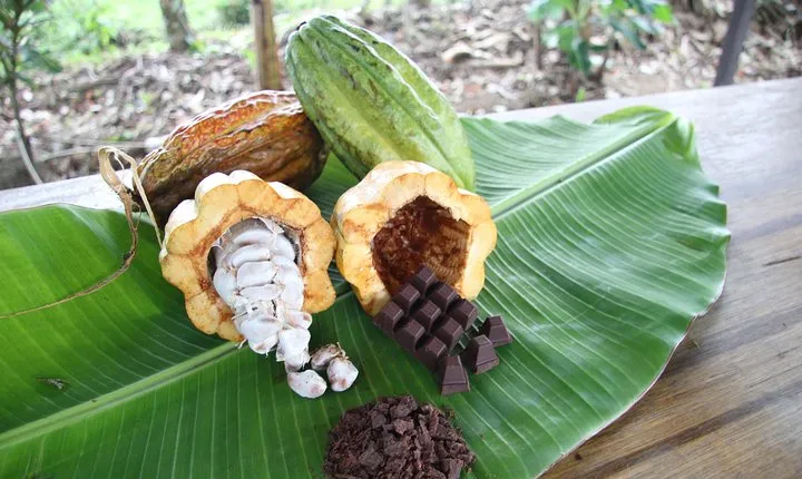 Organic chocolate tour