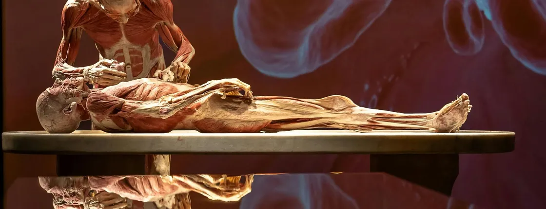 BODY WORLDS exhibition in Chemnitz