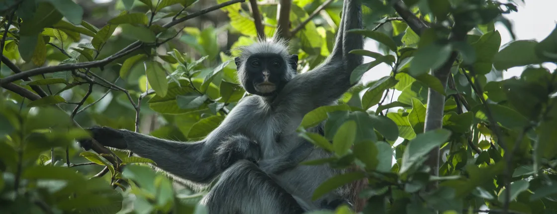 Zanzibar Jozani Forest private tour