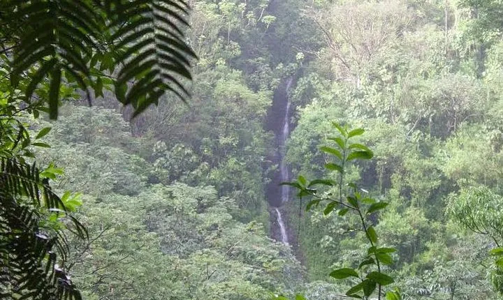 Rainforest Waterfall Trail and Shuttle Service