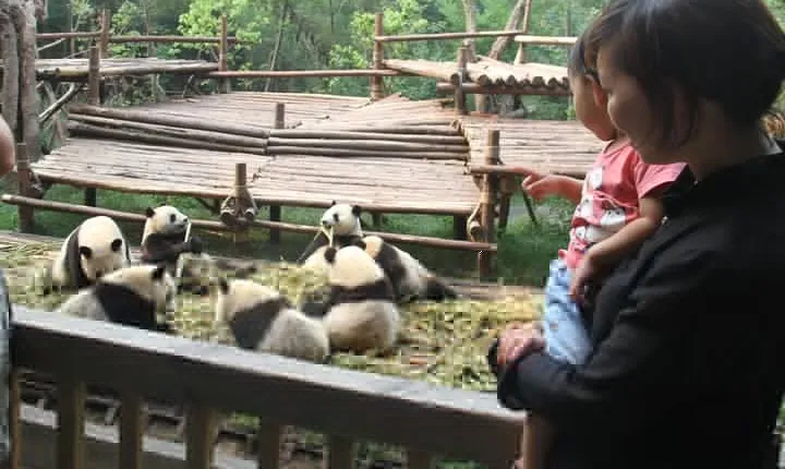 Half-Day Chengdu Panda Research Base Private Tour