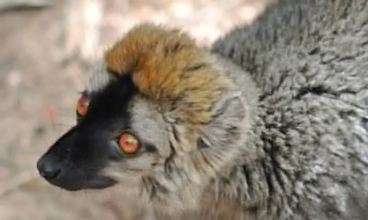 Unique Madagascar