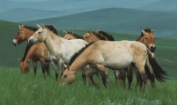 Private Full Day Tour in Khustain Nuruu National Park
