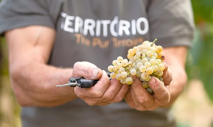 Vinho Verde Experience with 2 Wineries and Lunch