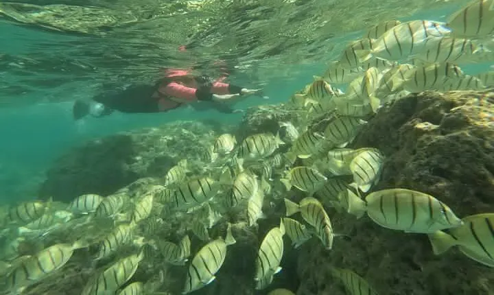 Hanauma Bay Guided Snorkeling Tour
