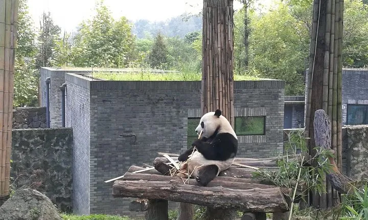 Full-Day Private Tour of Chengdu and Panda Base with Lunch