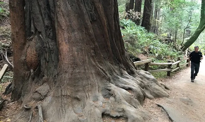 Private Muir Woods and Sausalito Half Day Tour