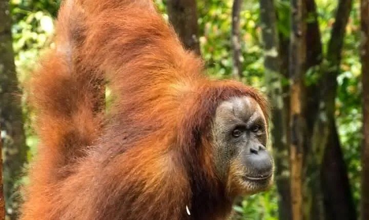 TOUR PACKAGE (Taxi, Room, Jungle Trekking) 3 Days in BUKIT LAWANG