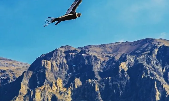 Colca Canyon 2 Days 1 Night