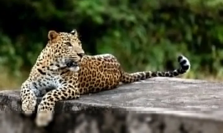 Golden Triangle Tour with Leopard Safari (Taj Mahal at Sunrise)
