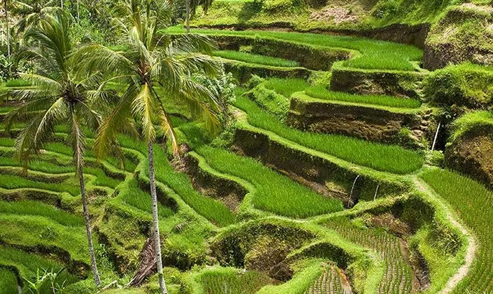 Bali Global Tour: Rice Terrace the Sacred Monkey Forest and Volcano Including Lunch