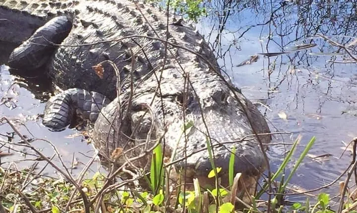 1 Hour Florida Everglades Wildlife Tour