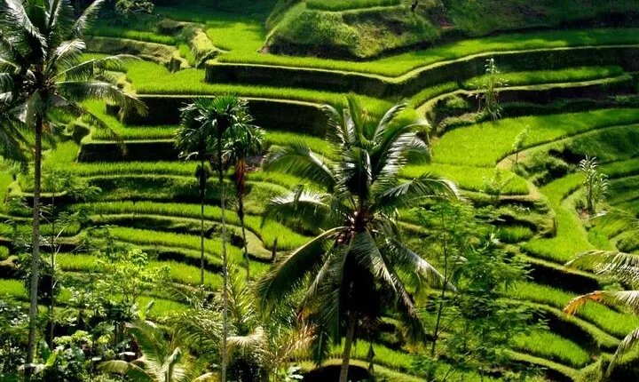 Exclusive Ubud Experience: Nature, Culture & Adventure in One Day