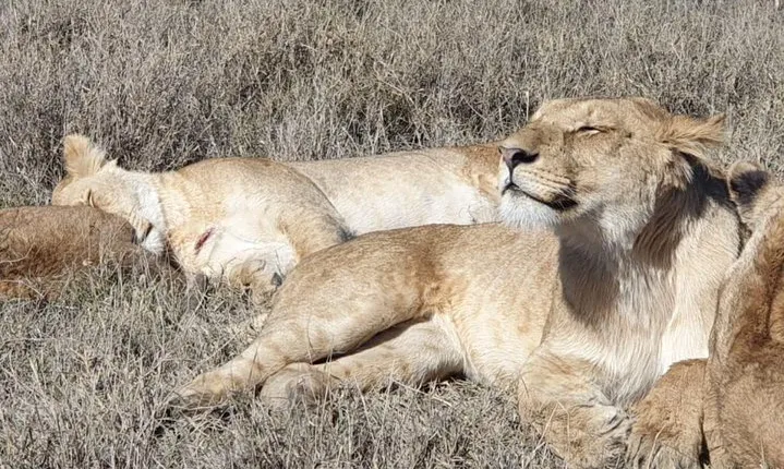4 Days Tarangire / Serengeti / Ngorongoro & Manyara