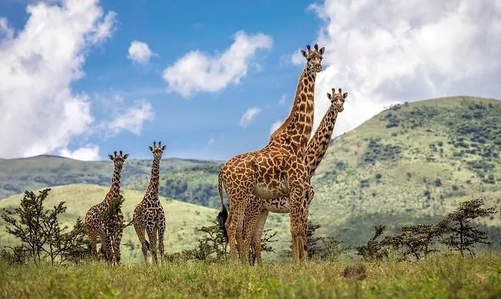 Full Day Excursion to Arusha National Park