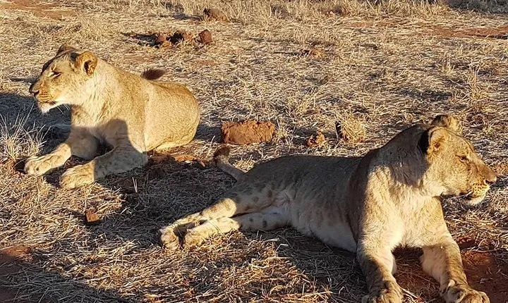 3 Nights Victoria Falls , Chobe Safari and Hwange National Park Safari