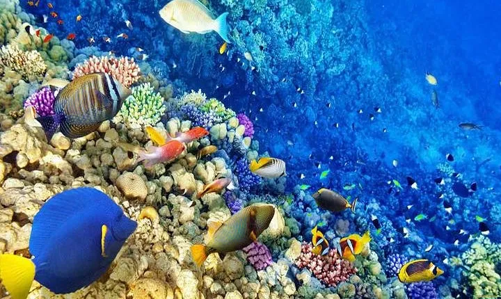 Hurghada Snorkelling