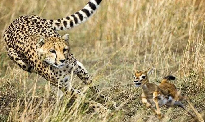 3-Day Masai Mara Safari Tour