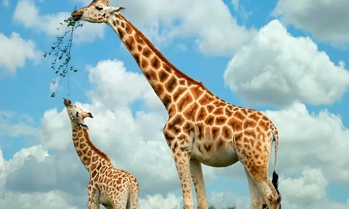 Nairobi Highlights: Karen Blixen, Beads Factory & Giraffe Center Day Tour