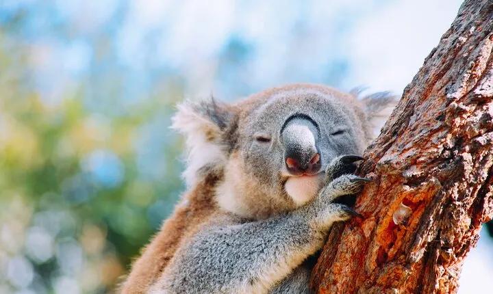 Private Wildlife Waterfalls and Wine Day Tour from Sydney