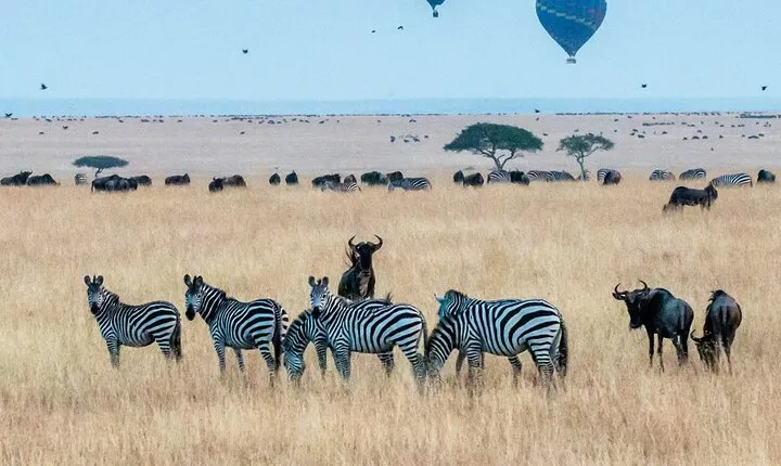 Luxury 5 Days - Manyara, Serengeti, Ngorongoro & Tarangire Safari