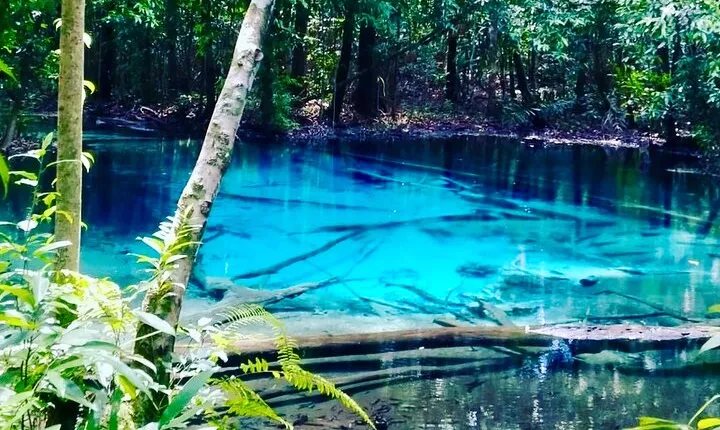 Emerald Pool: Jungle Tour, Private Full Day with Lunch