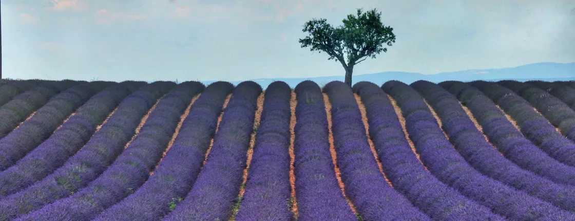 Lavender shared half day trip from Aix-en-Provence