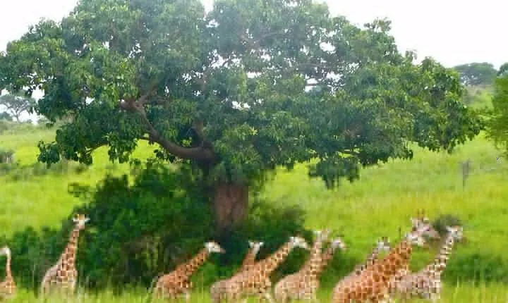  5 Days Murchison and Budongo chimp safari