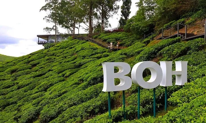 Cameron Highland Full Day Tour from KL City Private Tour