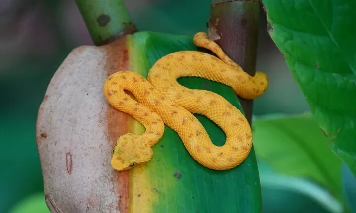 Hike Adventure in Cahuita National Park