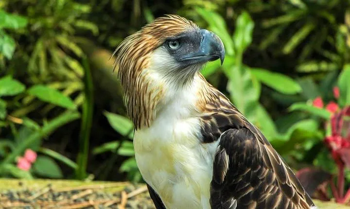 Philippine Eagle Center/Shopping