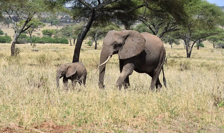 2-Days Private The Ultimate Tanzania Safari Tour