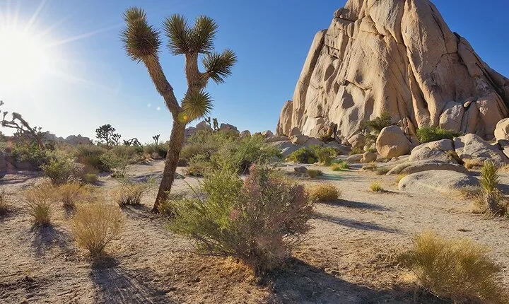 Private Day Tour to Joshua Tree National Park from San Diego