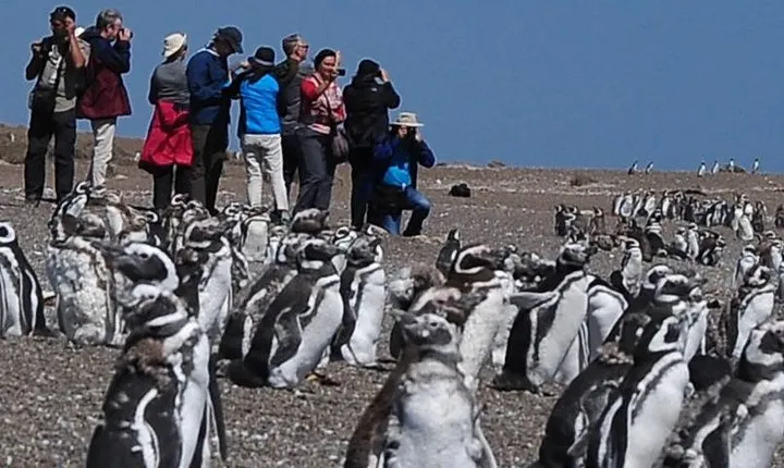 Puerto Madryn: VALDÉS PENINSULA with visit to the Magellanic penguin colony