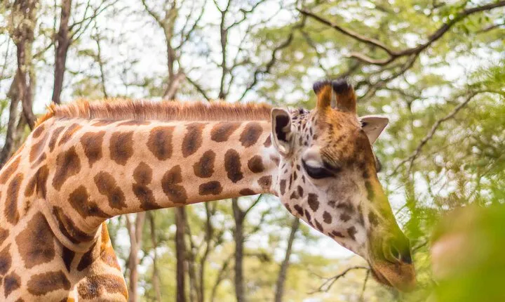 Visit to the Giraffe Centre from Nairobi