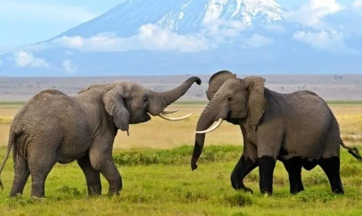 3 Days 2 Nights Amboseli Safari