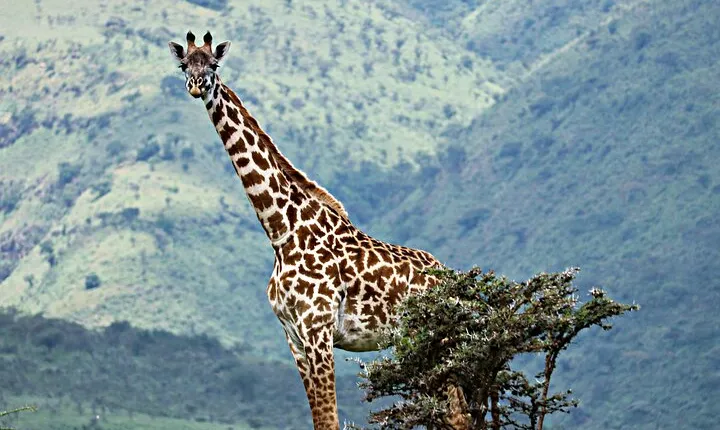 3 Days Serengeti And Ngorongoro Crater Outstanding Luxury Safari