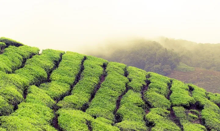 Chauffeur: Kuala Lumpur to Cameron Highlands Transfer [Van]