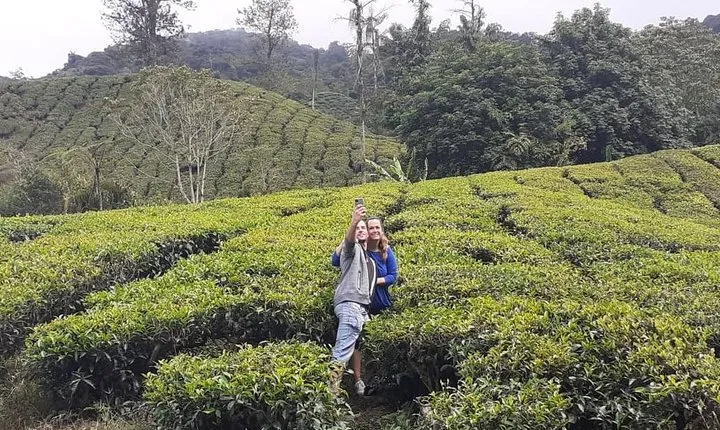 Cameron Highland Day Tour