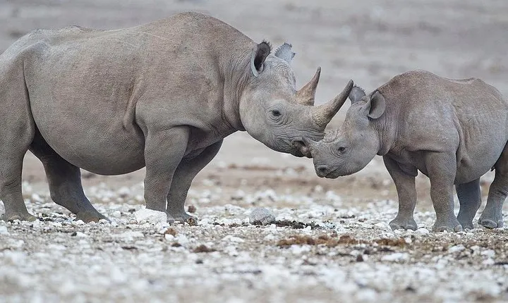 Epic Swakopmund & Etosha National Park - 5 Days