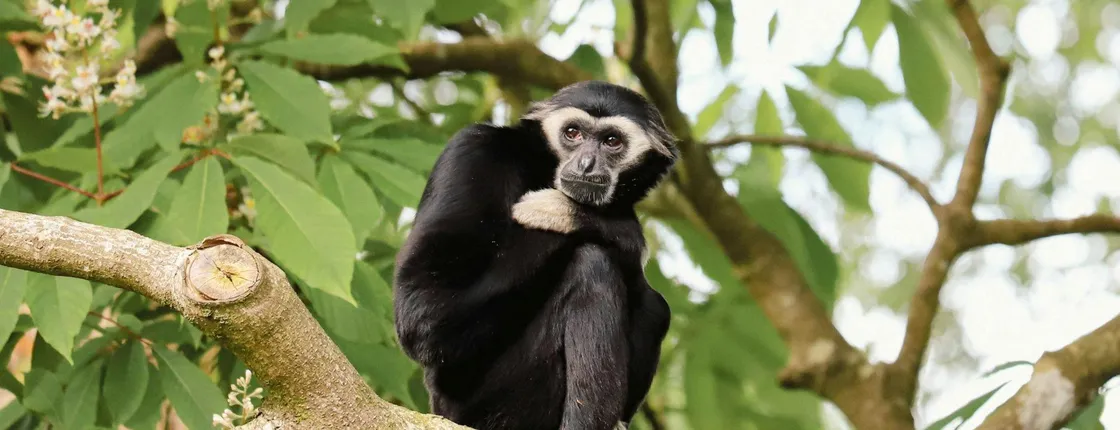 Day ticket for Paignton Zoo on the English Riviera