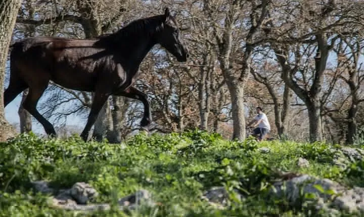 Martina Franca e-Bike tour . Visit a breeding and a dairy farm