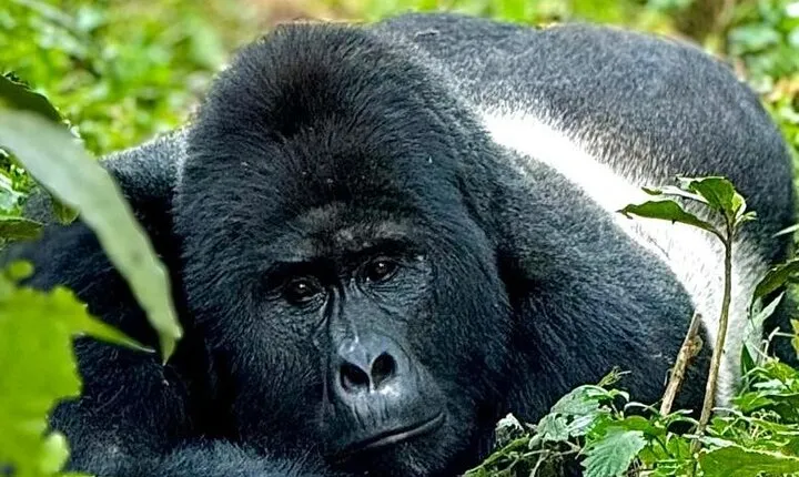 Kigali to Volcanoes National Park Tour