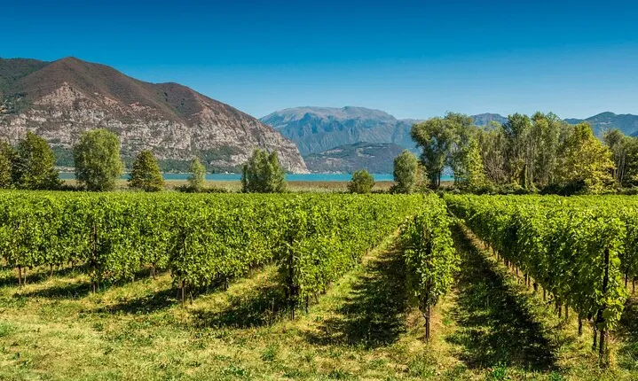 From Milan Full Day in Franciacorta 2 Wineries and Lunch