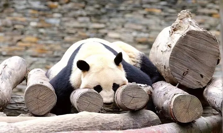 1-Day Panda Base and Mount Qingcheng Private tour from Chengdu