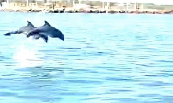 Baywatch Dolphin Tour
