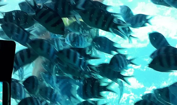 Semi submarine trip in hurghada